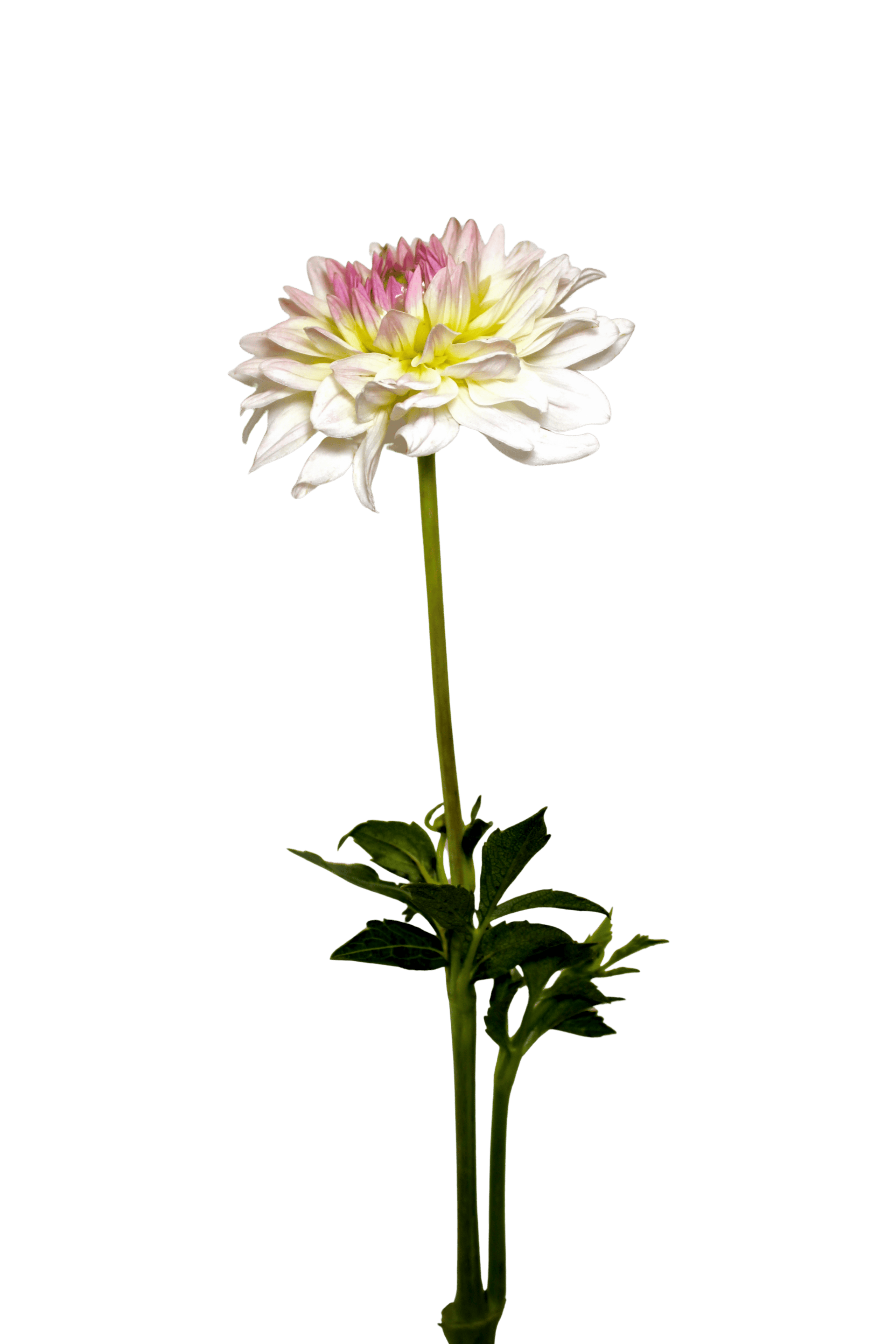The Prunus plant from Continental Floral Greens